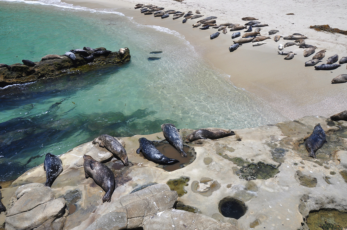 Sea Lions in La Jolla