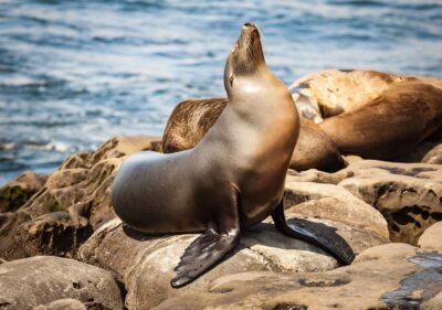 Seal in San Diego
