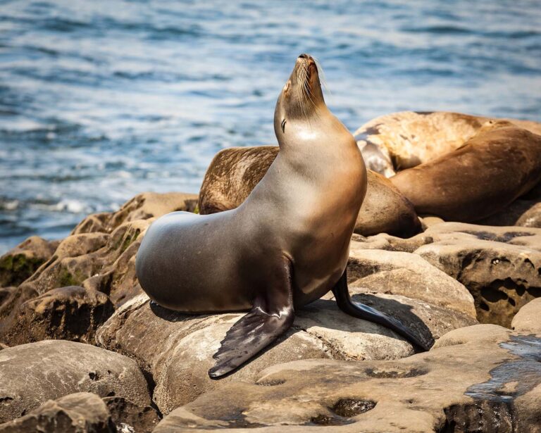 San Diego Seals & Sea Lions