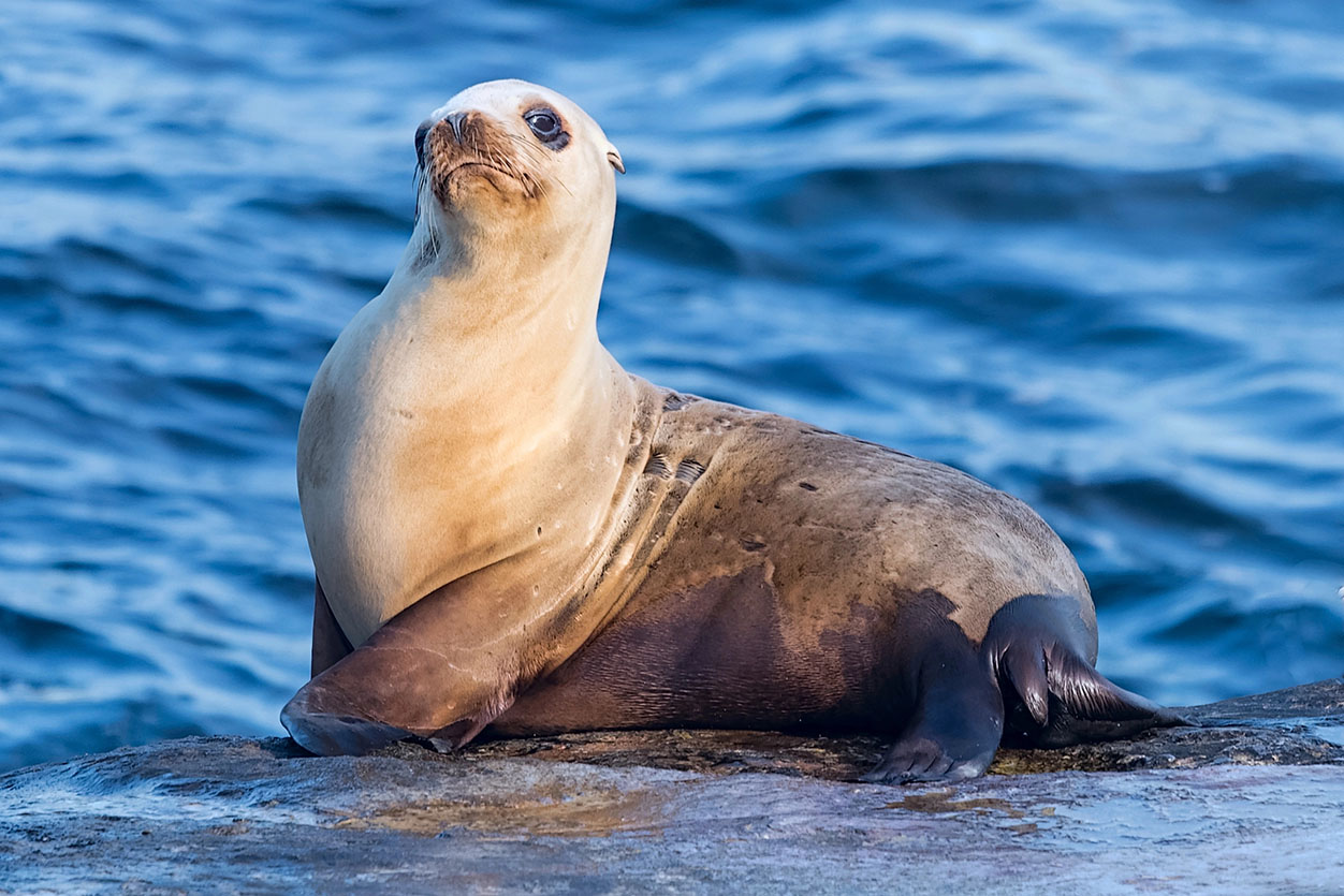 Sea Lions in San Diego