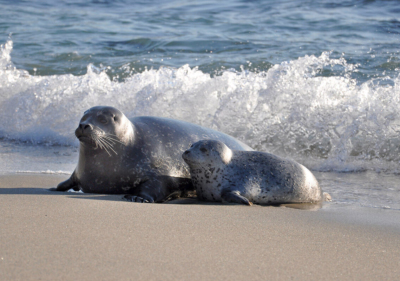 Image of sea lions in La Jolla