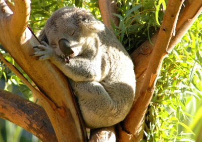 A koala fast asleep between the branches of a Eucalyptus tree in the San Diego Zoo