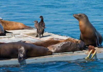 San Diego Seals and Sea Lions in the harbor