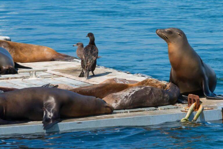 San Diego Seals and Sea Lions in the harbor