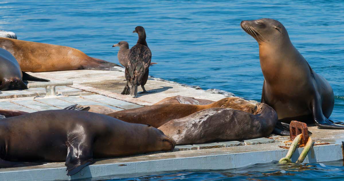 Visiting the La Jolla Seals and Sea Lions at Children's Pool Beach