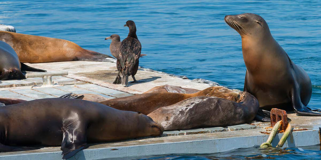 san diego sea lions