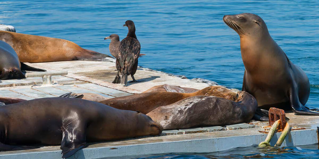 San Diego Seals & Sea Lions Guide  Best Places To See San Diego Seals