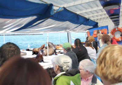 Image of sea lions in the San Diego harbor