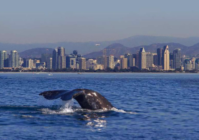 Image of Whale Breaching in San Diego Harbor