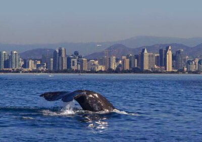 Whale Watching Cruise