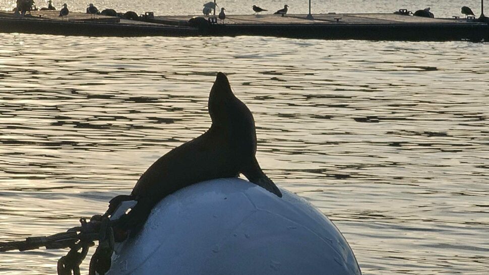 san diego seals photo contest winning photo